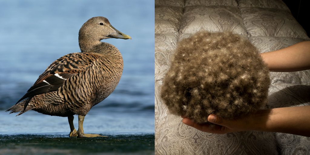 羽毛布団の丸八真綿 ダイナースカードメンバー特典のイメージ画像04