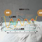 羽毛布団丸八真綿 レム睡眠とノンレム睡眠のグラフのサムネイル画像